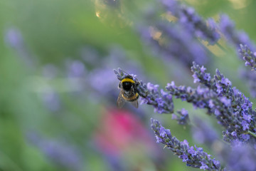 Bumblebee on the lavender flower, blurred background, beautiful bokeh. Bumblebee on lavender...