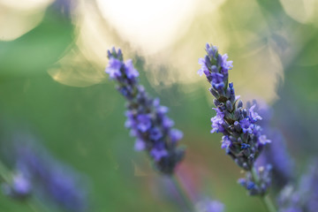Wonderful blue lavender flowers, selective focus, beautiful bokeh. 