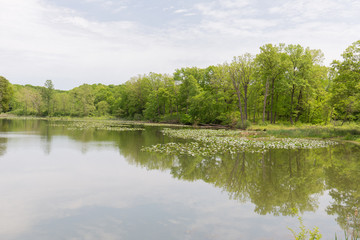 Fototapeta na wymiar serene pond in woods