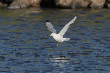 Black-legged Kittywake near fresh water pond in Iceland	