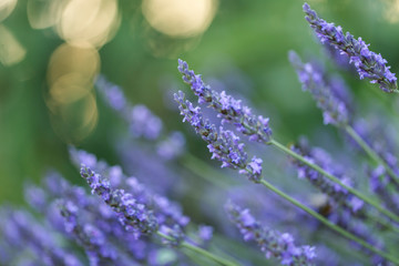 Wonderful blue lavender flowers, selective focus, beautiful bokeh. 