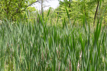 Obraz premium sharp blades of grass