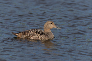 Female Common Eider Duck and Chick on fresh water pond in Iceland