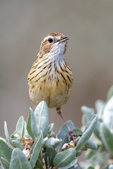 Striated Fieldwren in Australia