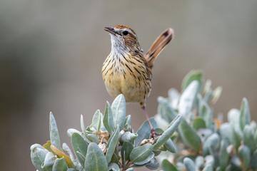 Striated Fieldwren in Australia