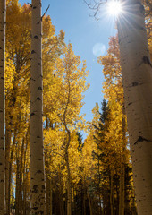 Beautiful golden aspen trees in early fall with lens flare