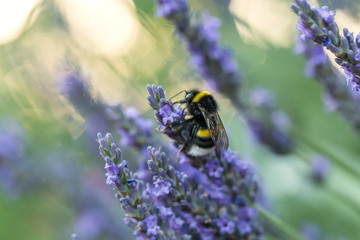 Bumblebee on the lavender flower, blurred background, beautiful bokeh. Bumblebee on lavender flower. 