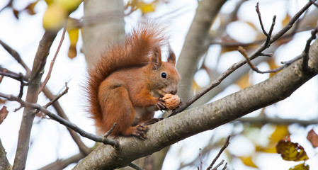 squirrel animal eating walnut in a tree