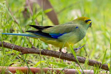 Blue-winged Parrot in Australia