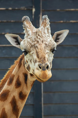 Fototapeta premium Giraffe eating a carrot