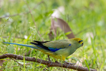 Blue-winged Parrot in Australia