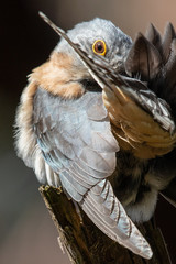 Fan-tailed Cuckoo in Australia