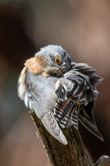 Fan-tailed Cuckoo in Australia