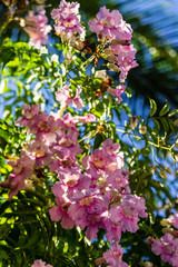 Blooming Purple petunia flowers