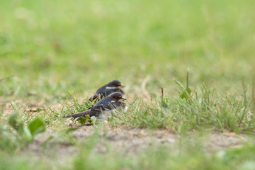 Young barn swallow (Hirundo rustica) catch insects in flight. Young barn swallow (Hirundo rustica) catch insects in flight over green grass.
