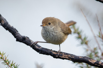 Buff-rumped Thornbill in Australia