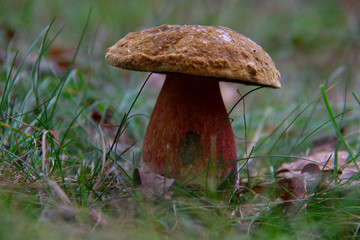 Neoboletus luridiformis Boletus luridiformis, is a fungus of the bolete family
