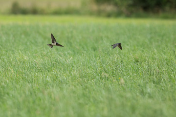 Young barn swallow (Hirundo rustica) catch insects in flight. Young barn swallow (Hirundo rustica) catch insects in flight over green grass.