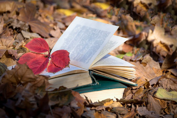 Old vintage books and a variety of red and yellow autumn leaves.