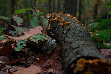 Autumn in the forest with mushrooms growing on an old trunk