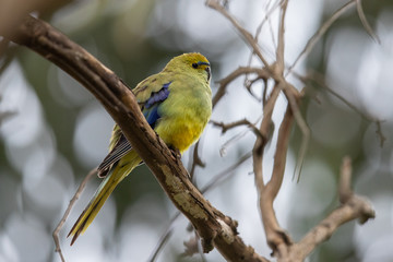 Blue-winged Parrot in Australia