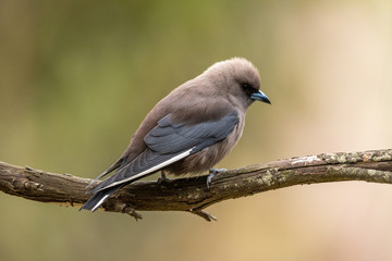 Dusky Woodswallow in Australia
