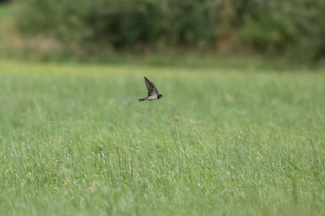 Young barn swallow (Hirundo rustica) catch insects in flight. Young barn swallow (Hirundo rustica) catch insects in flight over green grass.