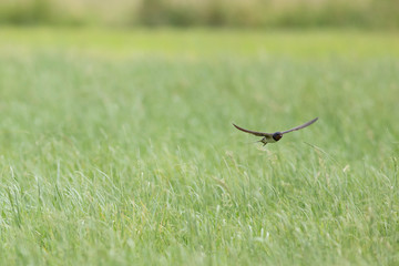 Young barn swallow (Hirundo rustica) catch insects in flight. Young barn swallow (Hirundo rustica) catch insects in flight over green grass.