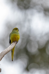 Blue-winged Parrot in Australia