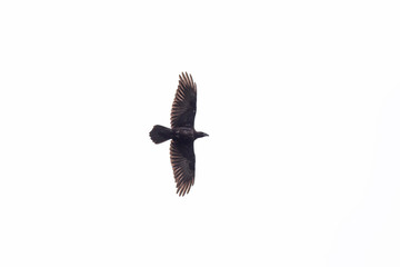silhouette isolated natural black raven (corvus corone) in flight. Silhouette of raven in the sky in flight. Close up of a raven, Corvus corax in flight isolated against a white sky. 