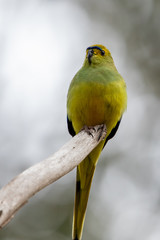 Blue-winged Parrot in Australia