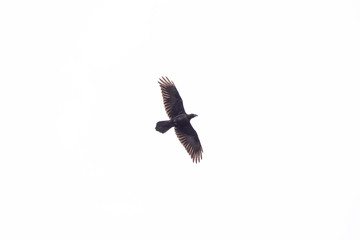 silhouette isolated natural black raven (corvus corone) in flight. Silhouette of raven in the sky in flight. Close up of a raven, Corvus corax in flight isolated against a white sky. 