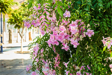 Blooming Purple petunia flowers