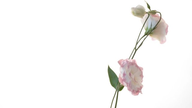 beautiful pink lisianthus flowers isolated on white