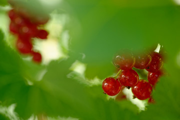 rote Johannesbeeren