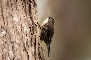 White-throated Treecreeper in Australia