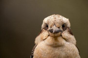 Laughing Kookaburra in Australia
