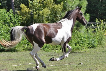 black and white paint horse running