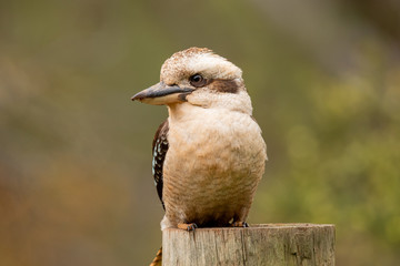 Laughing Kookaburra in Australia