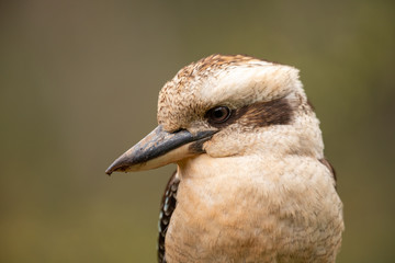 Laughing Kookaburra in Australia