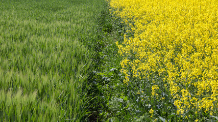 Image of two fields adjacent to one another