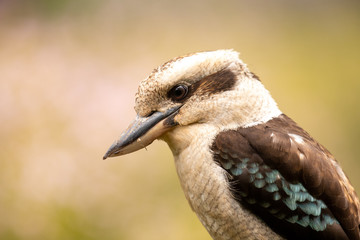Laughing Kookaburra in Australia