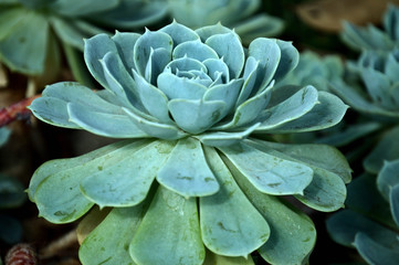 detail of green echeveria elegans plant