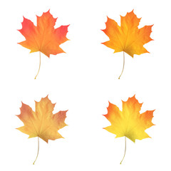 Realistic maple leaves isolated on white background