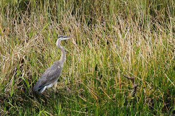 Stately erect great blue heron (Ardea herodias) in a stand of thick reeds along Anhinga Trail in Everglades National Park, Florida, USA