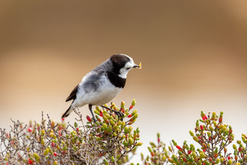 White-fronted Chat in Australia