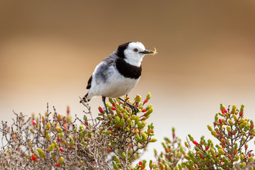 White-fronted Chat in Australia