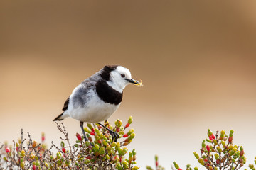 White-fronted Chat in Australia