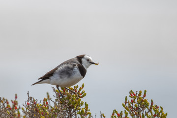 White-fronted Chat in Australia