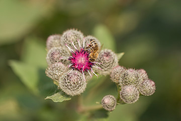 bee collects nectar on a Greater Burdock flower (Arctium lappa), soft background, macro view. bee on the flower Great Burdock (Arctium lappa).